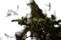 ����� 2015 ������� ����� www.samoilik.ru ������� ��������