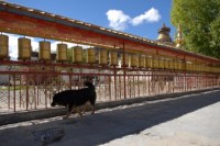 Himalaya 2012 Katmandu-Lhasa Bike tour samoilik.ru ������� ��������