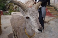 Himalaya 2012 Katmandu-Lhasa Bike tour samoilik.ru ������� ��������
