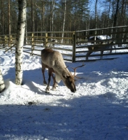 ����������� 2015 ��� �������� � �������� ������ � �������� : Scandinavia 2015 Nordkapp & Aurora Borealis in Norway : www.samoilik.ru ������� ��������