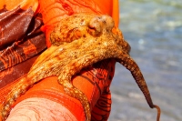 ������������ �� ��������������� 2014 Mediterranen Katamaraning www.samoilik.ru ������� ��������